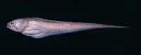 Pallid pearlfish (Pyramodon ventralis)