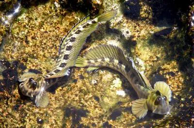 Pallid rockskipper (Istiblennius unicolor)