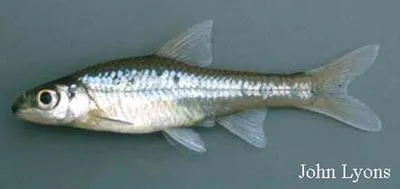 Pallid shiner (Hybopsis amnis)