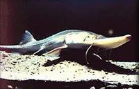 Pallid sturgeon (Scaphirhynchus albus)