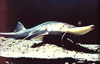 Pallid sturgeon (Scaphirhynchus albus)