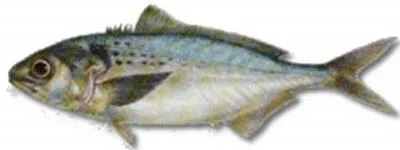 Palm ruff (Seriolella violacea)