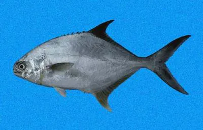 Paloma pompano (Trachinotus paitensis)