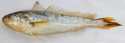 Pama croaker (Otolithoides pama)