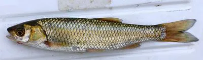 Pamvotis chub (Squalius pamvoticus)