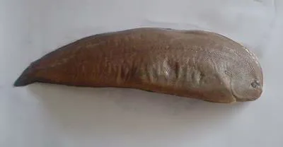 Pan sole (Brachirus pan)