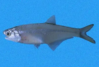 Panama anchovy (Anchoa panamensis)