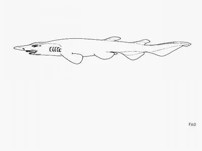 Panama ghost catshark (Apristurus stenseni)