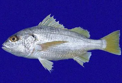 Panama grunt (Pomadasys panamensis)