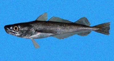 Panama hake (Merluccius angustimanus)
