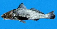 Panama kingcroaker (Menticirrhus panamensis)