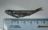 Panama lightfish (Vinciguerria lucetia)