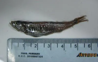 Panama lightfish (Vinciguerria lucetia)