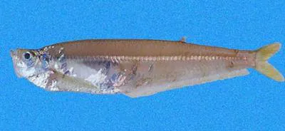Panama longfin herring (Odontognathus panamensis)