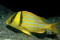 Panama porkfish (Anisotremus taeniatus)