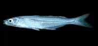 Panama silverside (Atherinella panamensis)