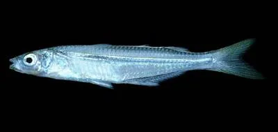 Panama silverside (Atherinella panamensis)