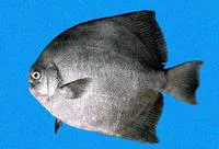 Panama spadefish (Parapsettus panamensis)