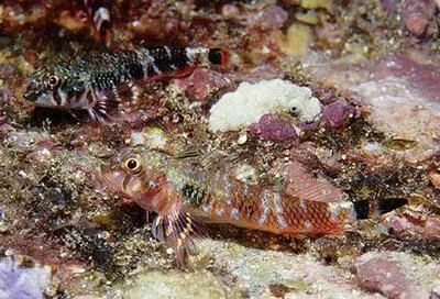 Panama triplefin (Axoclinus lucillae)