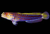 Panamanian jawfish (Opistognathus panamaensis)