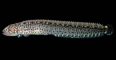 Panamanian worm blenny (Stathmonotus culebrai)