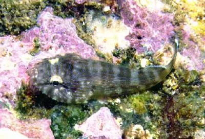 Panamic clingfish (Gobiesox adustus)