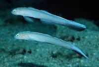 Panamic dartfish (Ptereleotris carinata)
