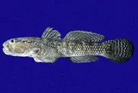 Panamic frillfin (Bathygobius ramosus)