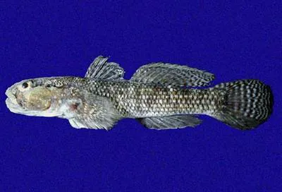 Panamic frillfin (Bathygobius ramosus)