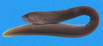 Panamic moray (Gymnothorax panamensis)