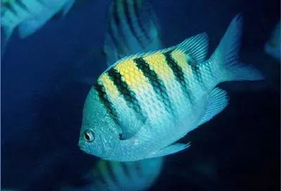 Panamic sergeant major (Abudefduf troschelii)
