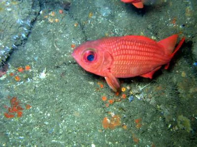 Panamic soldierfish (Myripristis leiognathus)