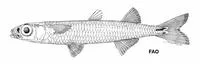 Panatella silverside (Stenatherina panatela)