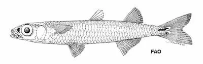 Panatella silverside (Stenatherina panatela)