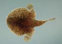 Pancake batfish (Halieutichthys aculeatus)