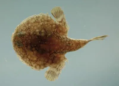 Pancake batfish (Halieutichthys aculeatus)