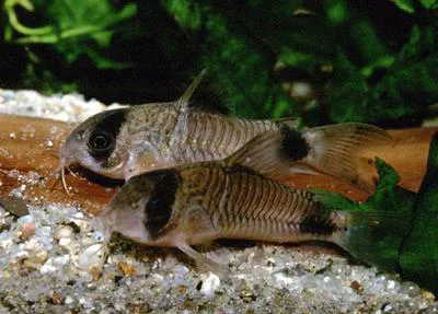 Panda corydoras (Corydoras panda)