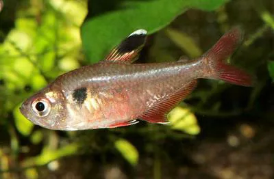 Pando tetra (Hyphessobrycon pando)