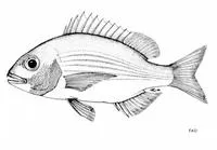 Panga seabream (Pterogymnus laniarius)