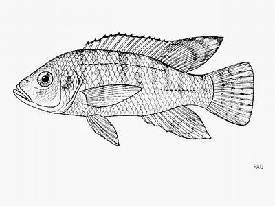 Pangani haplo (Ctenochromis pectoralis)