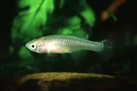 Pangani nothobranch (Nothobranchius vosseleri)