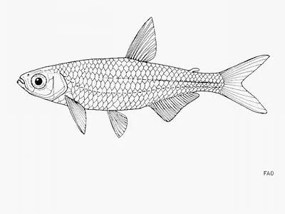 Pangani robber (Rhabdalestes tangensis)