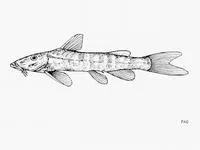 Pangani suckermouth (Chiloglanis deckenii)