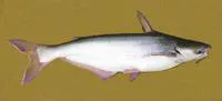Pangas catfish (Pangasius pangasius)