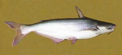 Pangas catfish (Pangasius pangasius)