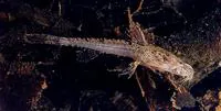 Pantanal dwarf catfish (Scoloplax empousa)
