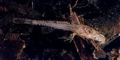 Pantanal dwarf catfish (Scoloplax empousa)