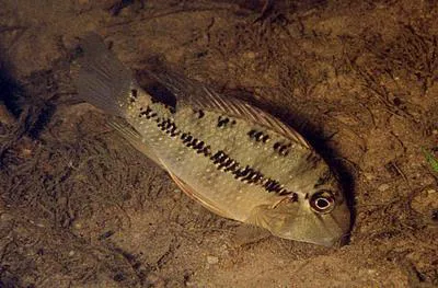 Pantanal eartheater (Satanoperca pappaterra)