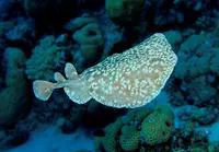 Panther electric ray (Torpedo panthera)