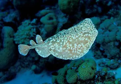 Panther electric ray (Torpedo panthera)